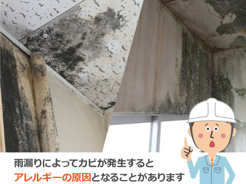 雨漏りによってカビが発生すると アレルギーの原因となることがあります