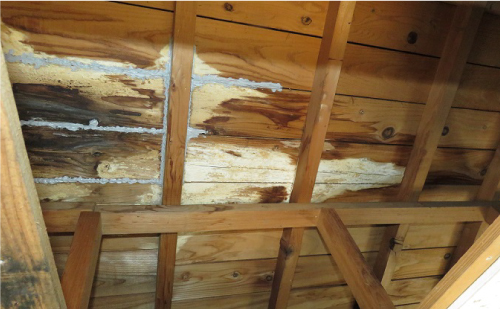 小屋裏から見た雨染みの様子