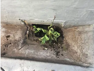 草の生えた排水口