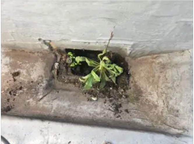 ゴミが溜まった排水口