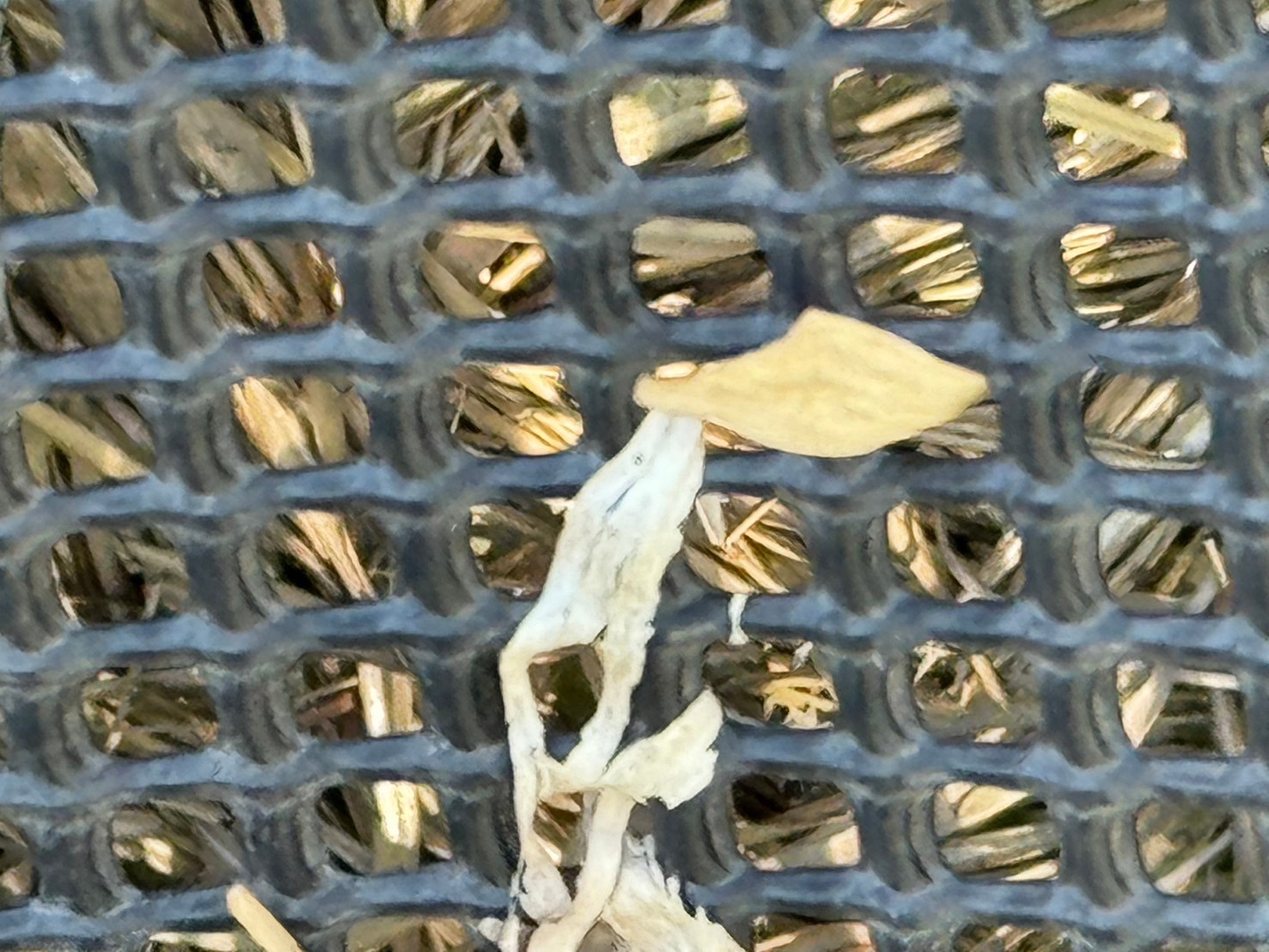 落ち葉で詰まってしまっている雨樋