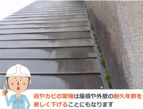 苔やカビの繁殖は屋根や外壁の耐久年数を著しく下げることにもなります