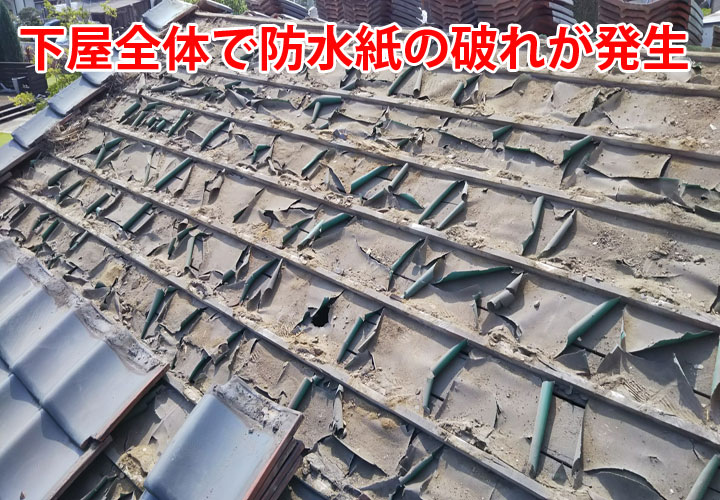 下屋全体で破れが発生している防水紙