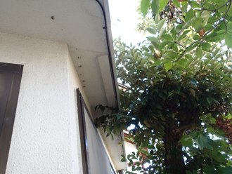 樹木の多い環境