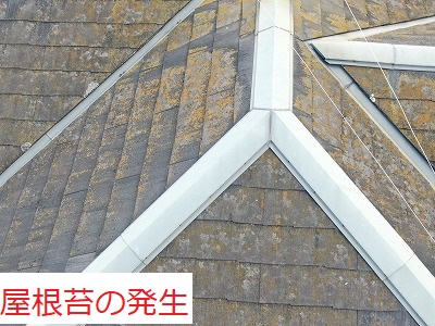 屋根の苔の写真です。著しく発生しています。