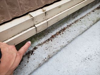 外側の立ち上がりに苔