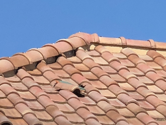 破損した粘土瓦