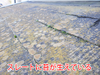 スレートに苔が生えている