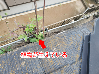 雨樋に草が生えている