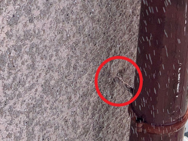 ２回目散水近景