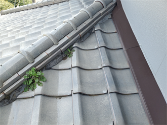 下屋の漆喰から植物繁殖