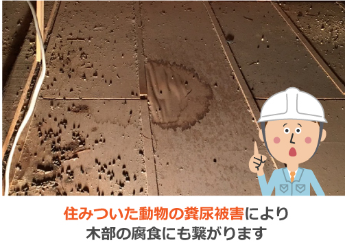 動物の糞尿被害にあった小屋裏 動物の糞尿被害にあった小屋裏