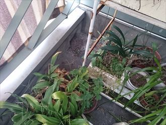 バルコニーには鉢植えが置いてありました