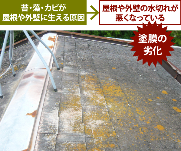 苔の原因は塗膜の劣化