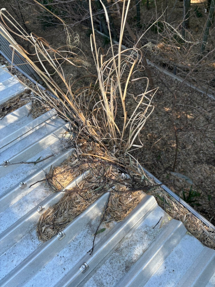 落ち葉で詰まってしまっている雨樋