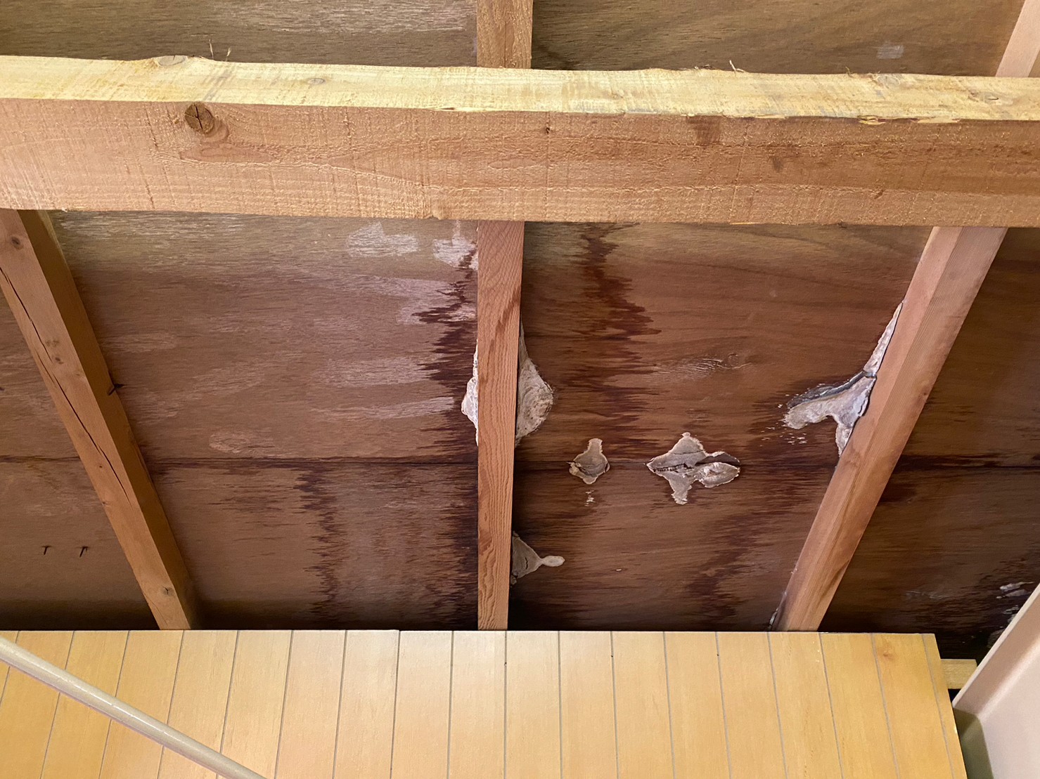 守山区で雨漏りしている屋根裏にキノコが発生