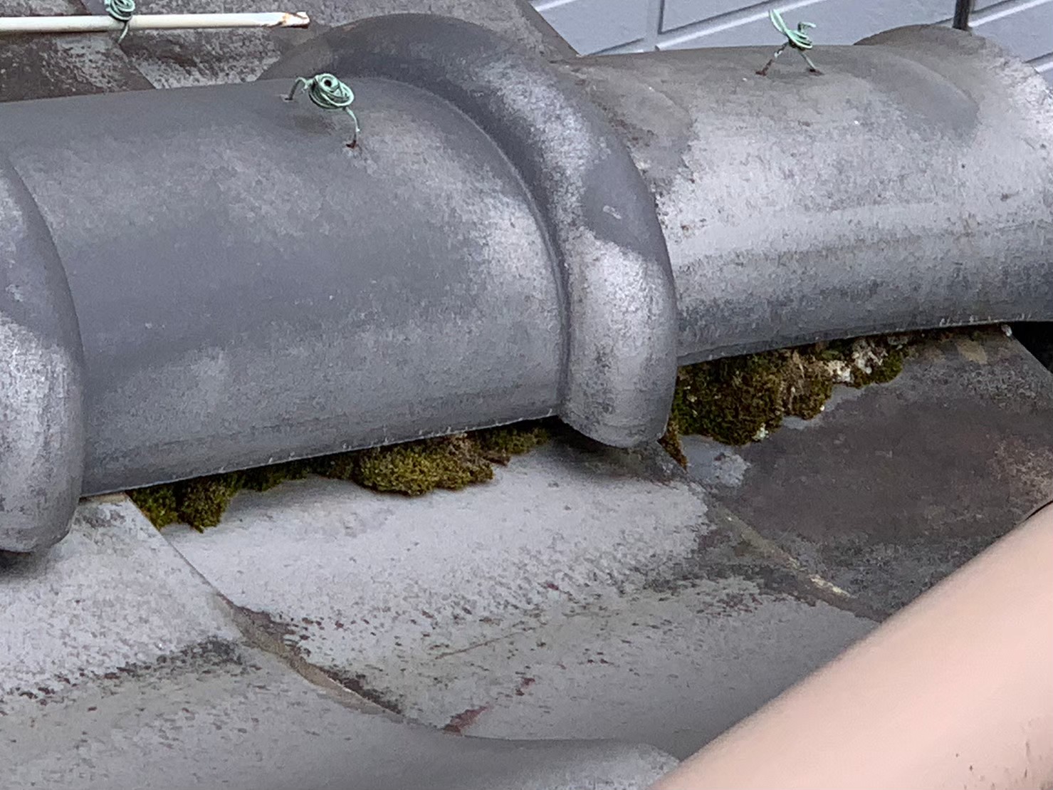 守山区で風切丸の下にコケが発生している様子