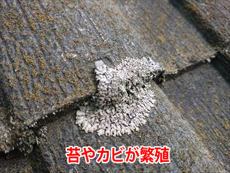 苔やカビが繁殖