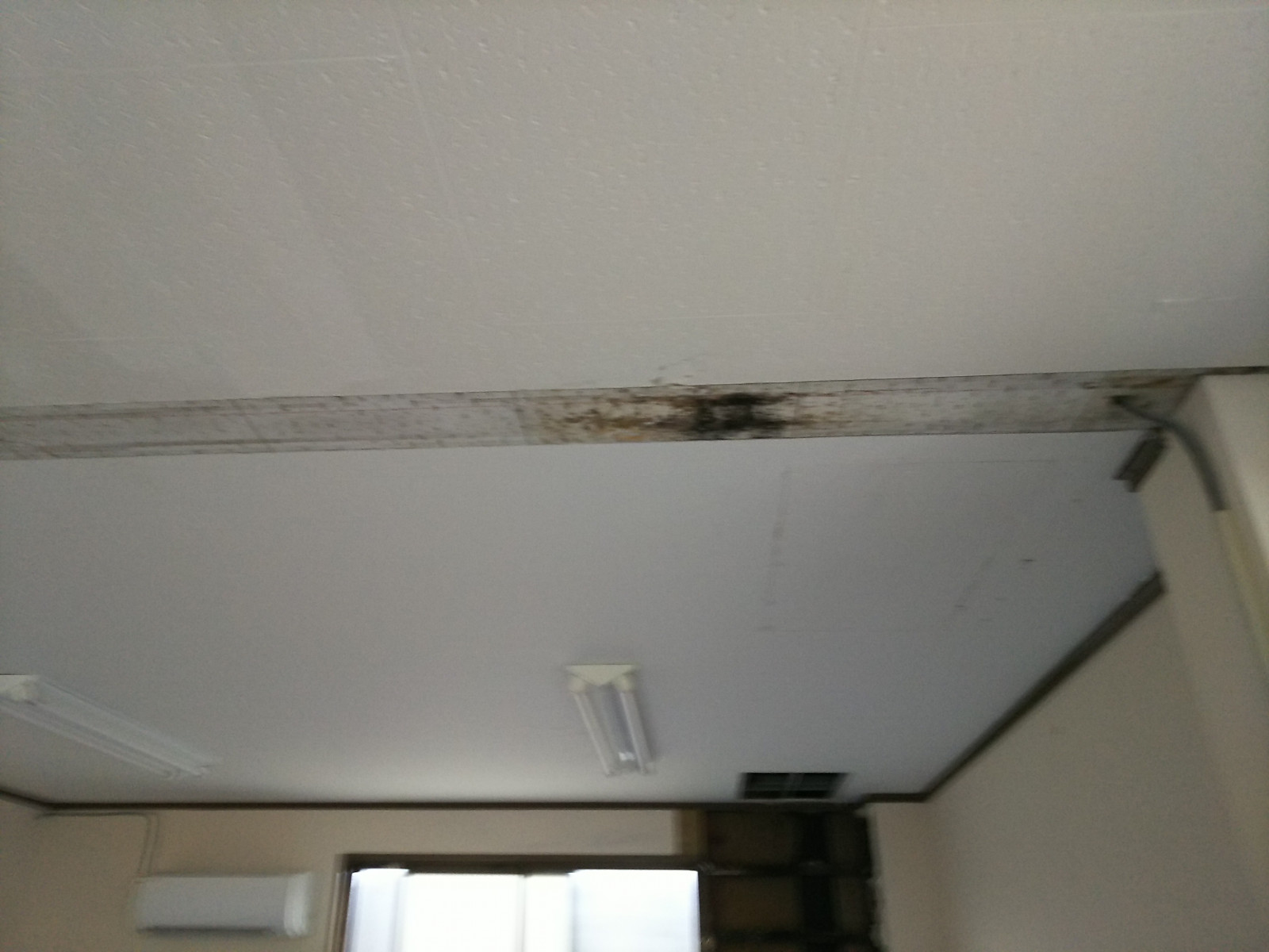 天井に生えた黒いカビ