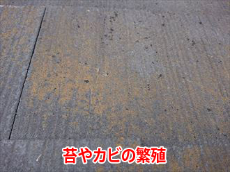 黄色い苔と黒い斑点のようなカビが発生