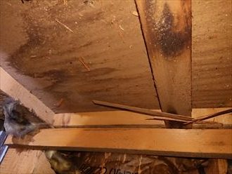 雨水が浸入した屋根裏