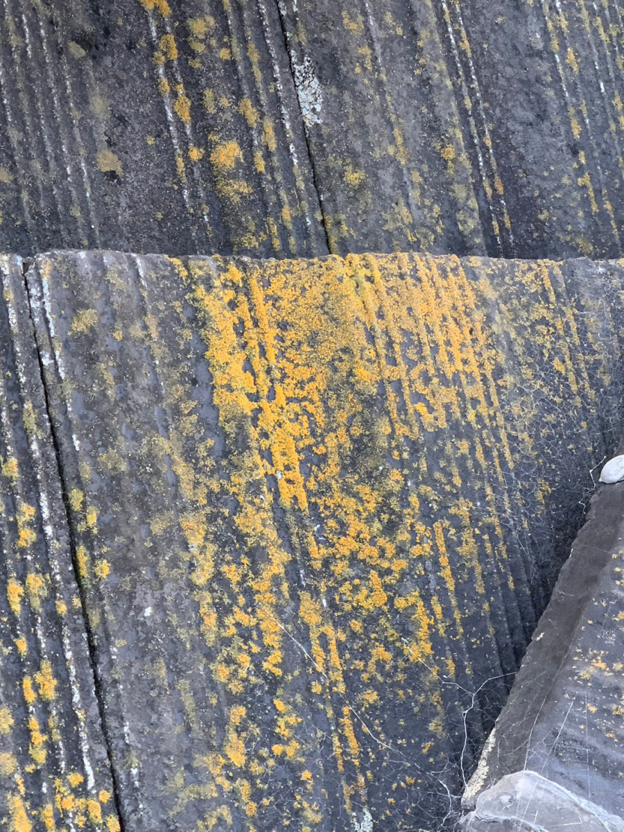 守山区のセメント瓦のコケ