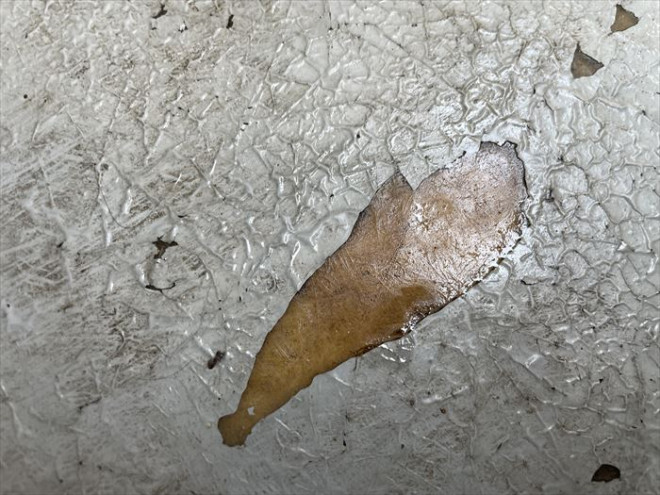 葛飾区青戸にてバルコニーFRP防水の劣化確認、トップコート塗装をご提案