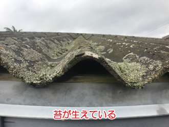 苔が生えている