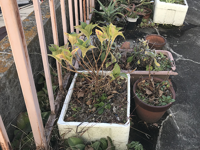 バルコニー床に植物が生えてしまっている