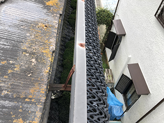 雨樋の中に生えた雨樋