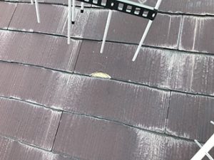 白く変色し、欠けたコロニアル