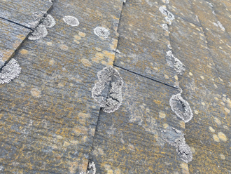 スレートには苔やカビが繁殖しています