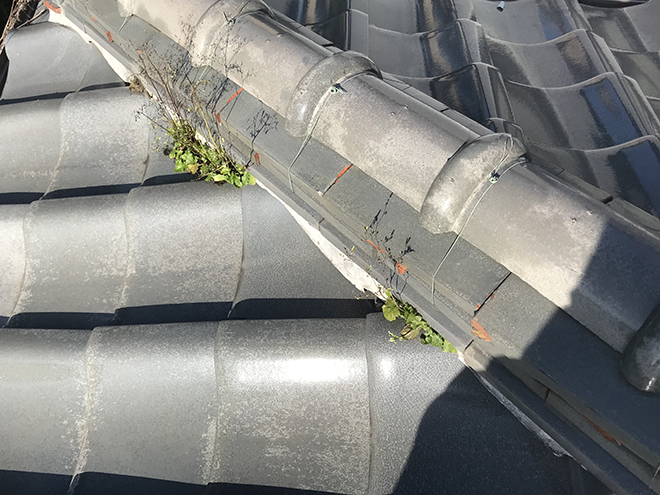 棟に生えた植物