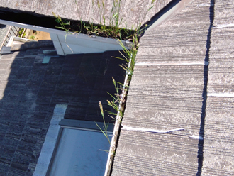 雨樋に草が生えている