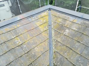 屋根の表面には藻やカビが繁殖