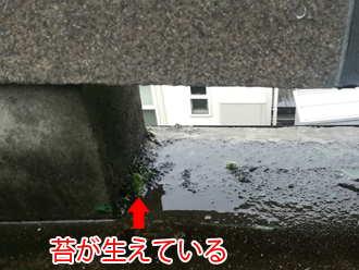バルコニーの床に苔が生えている