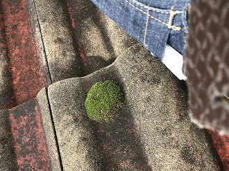 藻が繁殖したモニエル瓦