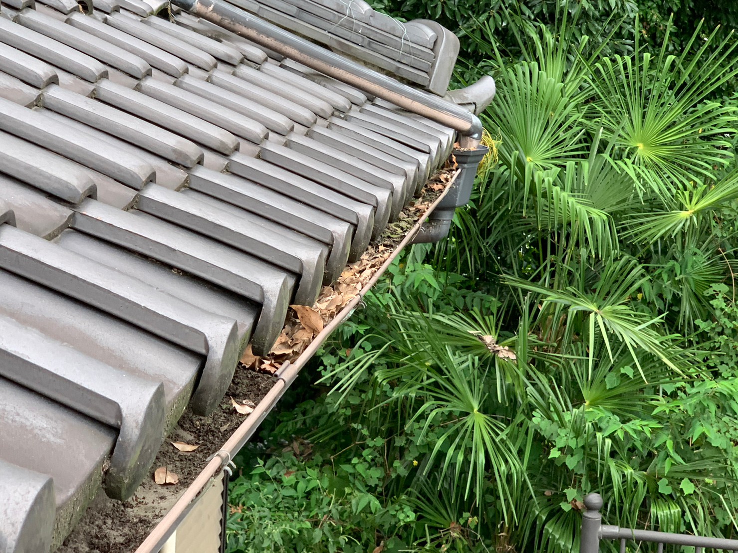 葉っぱが詰まった雨樋