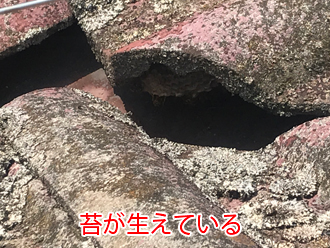 瓦の表面に苔が生えている