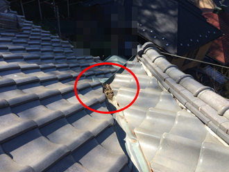 谷板金に滞留した枯れ葉・ごみ