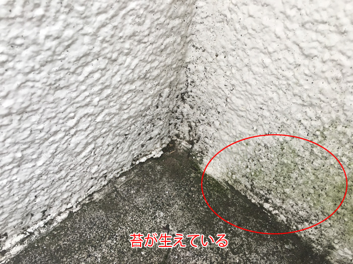 苔が発生している