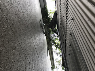 木の枝が雨樋に接触