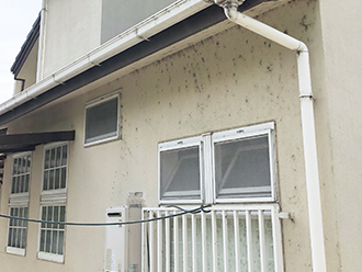 外壁のカビ汚れ