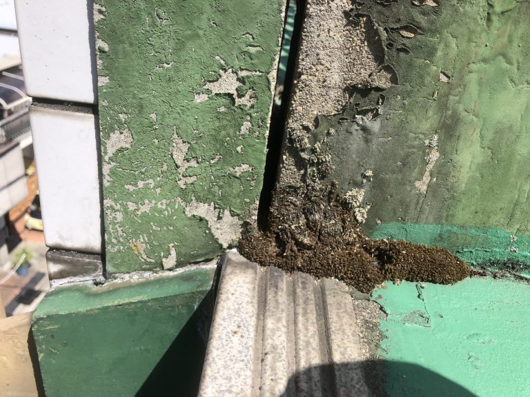 ウレタン防水の苔の発生