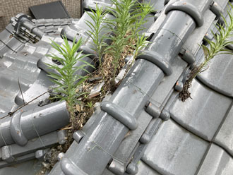棟瓦には土が溜まり湿気を含んだことで植物が繁殖していました