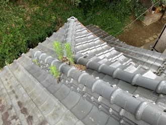 棟瓦付近には植物が繁殖していました