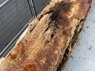 雨漏り箇所の真上に当たる部分