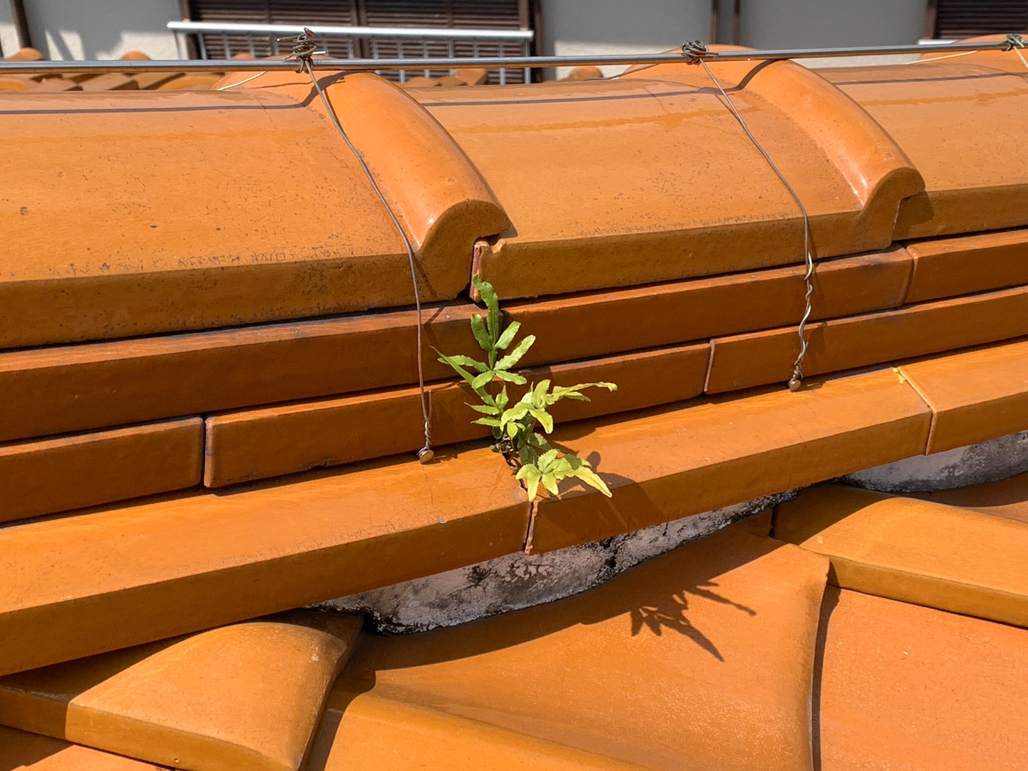 長久手市で棟に植物が生えている様子