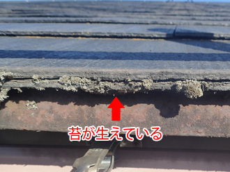 スレートの縁に苔が生えている
