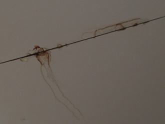 軒天の中央部の雨漏りの状態